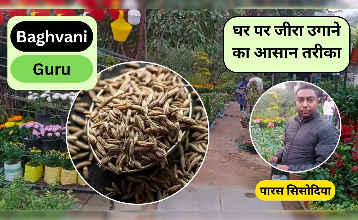 Bagvani Guru: गमले में जीरा कैसे उगाएं? Jeera कितने दिन में उगता है, ये है घर पर Cumin Plant लगाने का सबसे आसान तरीका