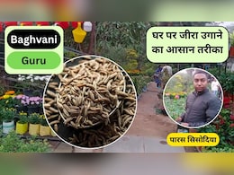 Bagvani Guru: गमले में जीरा कैसे उगाएं? Jeera कितने दिन में उगता है, ये है घर पर Cumin Plant लगाने का सबसे आसान तरीका