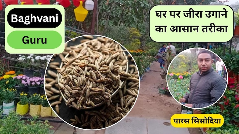 Bagvani Guru: गमले में जीरा कैसे उगाएं? Jeera कितने दिन में उगता है, ये है घर पर Cumin Plant लगाने का सबसे आसान तरीका