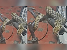 साइकिल के हैंडल पर कुंडली मारे बैठा था ऐसा अजीबोगरीब सांप...देख चौंक उठे लोग, पूछा- ये क्या बला है?