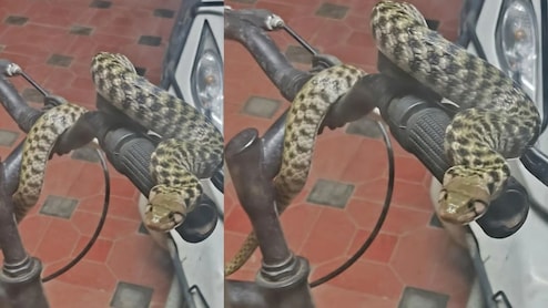 साइकिल के हैंडल पर कुंडली मारे बैठा था ऐसा अजीबोगरीब सांप...देख चौंक उठे लोग, पूछा- ये क्या बला है?