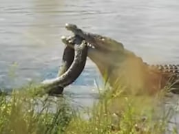 पानी में खौफनाक जंग! मगरमच्छ के जबड़े में फंसा विशाल अजगर, न मानी हार न तोड़ा दम, दिल दहला देने वाला Video