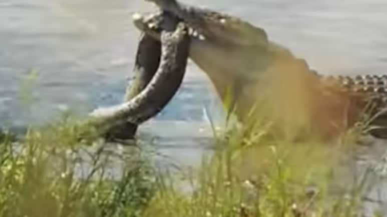 पानी में खौफनाक जंग! मगरमच्छ के जबड़े में फंसा विशाल अजगर, न मानी हार न तोड़ा दम, दिल दहला देने वाला Video पानी में खौफनाक जंग! मगरमच्छ के जबड़े में फंसा विशाल अजगर, न मानी हार न तोड़ा दम, दिल दहला देने वाला Video