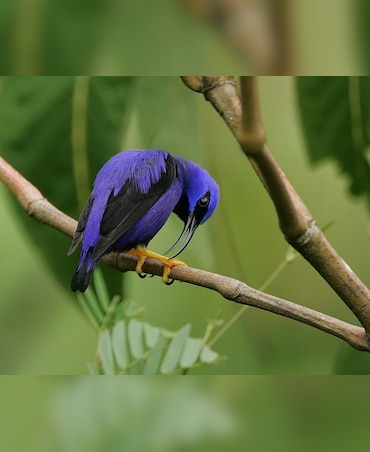 5 Rare And Beautiful Purple Animals