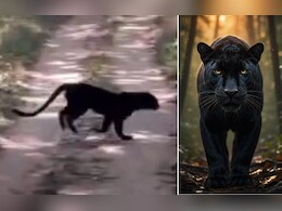 MP में ब्लैक पैंथर! पेंच टाइगर रिजर्व में दिखा दुर्लभ नजारा; पर्यटक देखकर हो गए हैरान