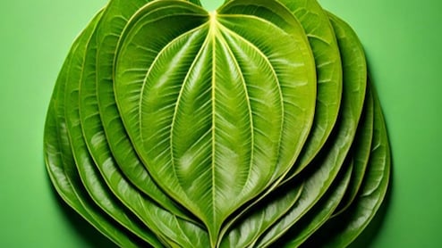 मानसिक तनाव को भी कम करता है पान का पत्ता, कई रोगों में है लाभकारी