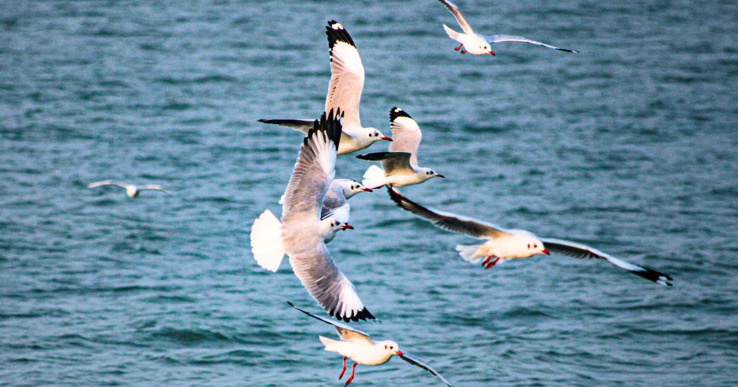 Winter Birdwatching In India: Top 6 National Parks For Rare Migrants