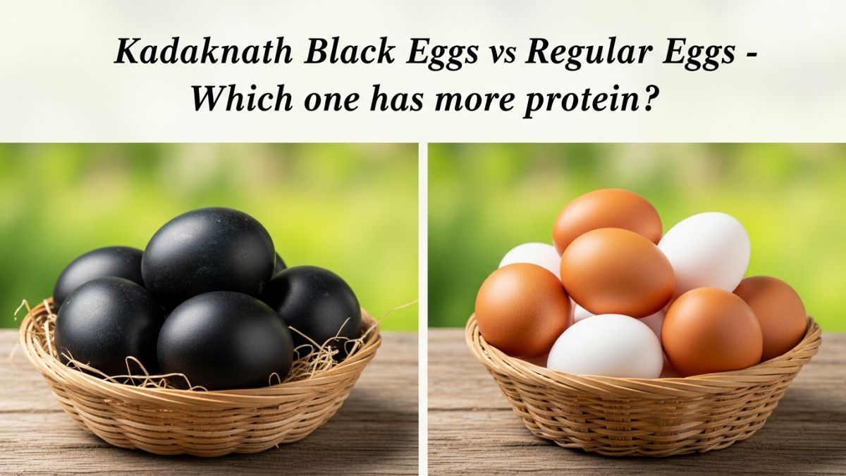 Kadaknath Black Eggs vs Regular Eggs: Which One Has More Protein?