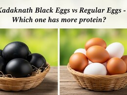 Kadaknath Black Eggs vs Regular Eggs: Which One Has More Protein?