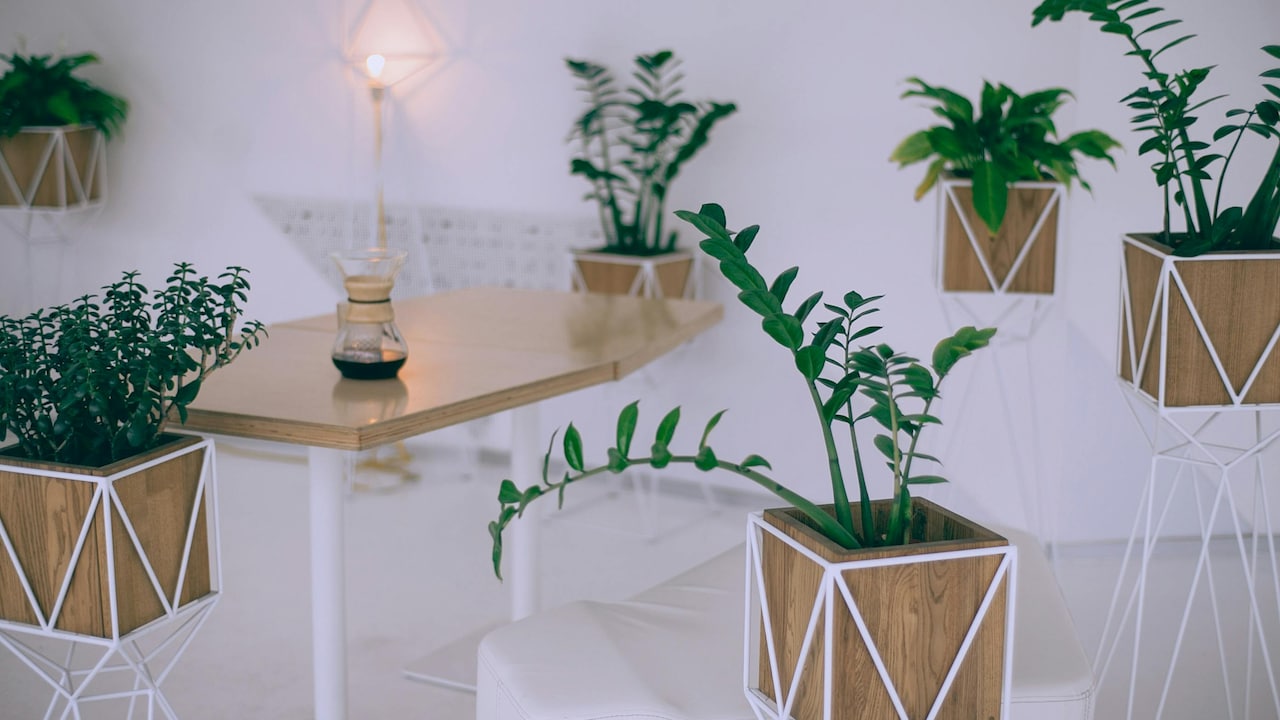 Make Any Corner Look Designer Using These Stylish Planters Under 600; Explore Our Top 5 Picks.