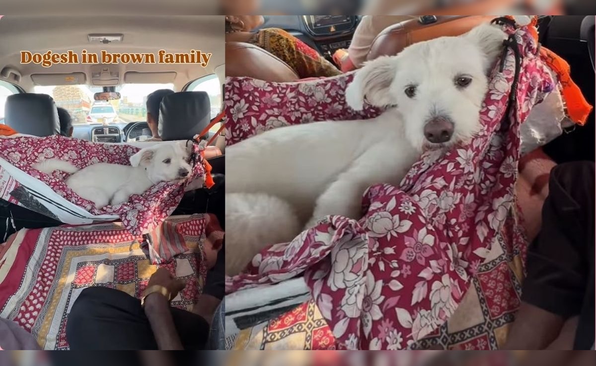 रोड ट्रिप पर जा रही फैमिली ने कार में पालतू डॉगी के लिए लगाया ऐसा झूला, देख लोग बोले- लाइफ हो तो ऐसी