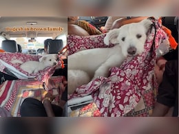 रोड ट्रिप पर जा रही फैमिली ने कार में पालतू डॉगी के लिए लगाया ऐसा झूला, देख लोग बोले- लाइफ हो तो ऐसी