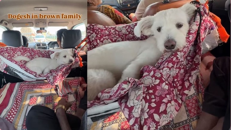 रोड ट्रिप पर जा रही फैमिली ने कार में पालतू डॉगी के लिए लगाया ऐसा झूला, देख लोग बोले- लाइफ हो तो ऐसी