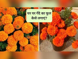 गमले में गेंदे का फूल कैसे लगाएं? जानिए घर पर मारीगोल्ड उगाने के लिए क्या करें, बालकनी लगेगी बेहद खूबसूरत