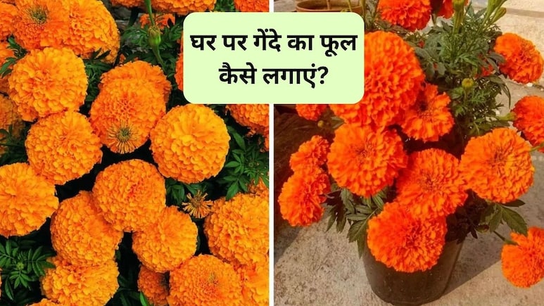 गमले में गेंदे का फूल कैसे लगाएं? जानिए घर पर मैरीगोल्ड उगाने के लिए क्या करें, बालकनी लगेगी बेहद खूबसूरत