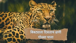 Pune News : संघर्ष पेटला! 'बिबट्याला दिसताच क्षणी गोळ्या घाला'; वनविभागाचे आदेश, तयारी सुरू...