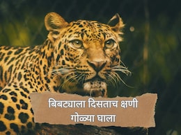 Pune News : संघर्ष पेटला! 'बिबट्याला दिसताच क्षणी गोळ्या घाला'; वनविभागाचे आदेश, तयारी सुरू...