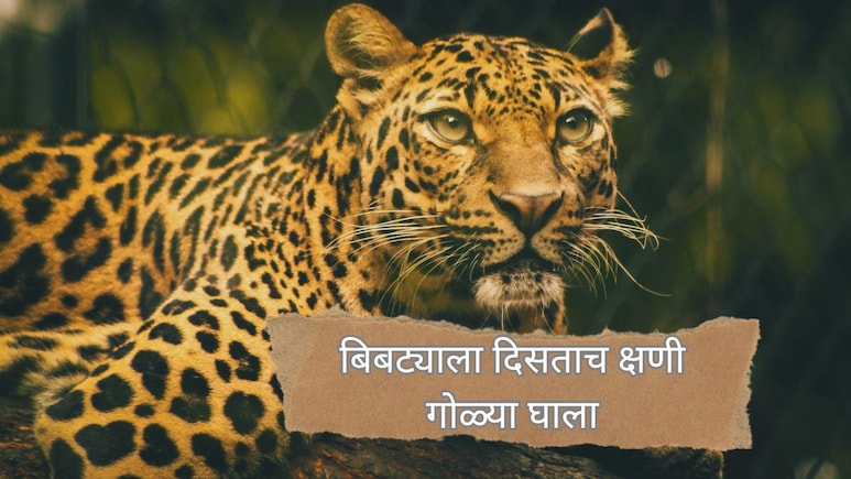 Pune News : संघर्ष पेटला! 'बिबट्याला दिसताच क्षणी गोळ्या घाला'; वनविभागाचे आदेश, तयारी सुरू...