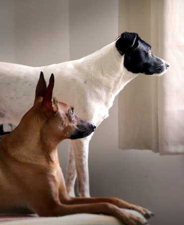 7 Tips To Care For Pet Dogs In Winter Season