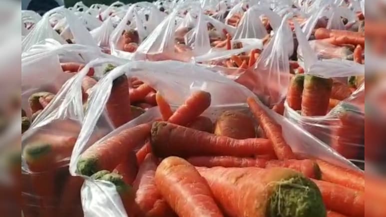 श्रीगंगानगर में गाजर की खेती से हर साल हो रहा 100 करोड़ व्यापार, देश ले कई हिस्सों में पहुंच रही मिठास 