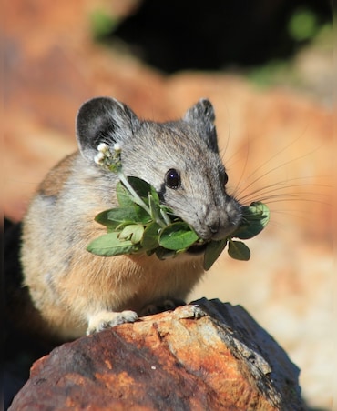 Meet The Animal That 'Yells' At Hikers