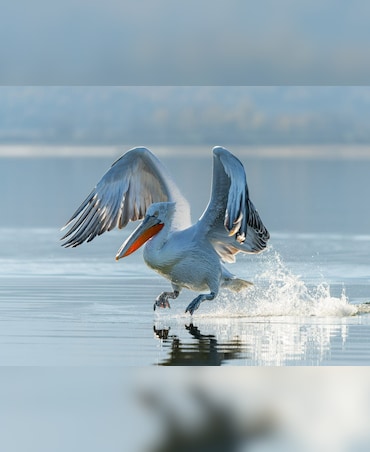 Amazing Animals Whose Names Start With D