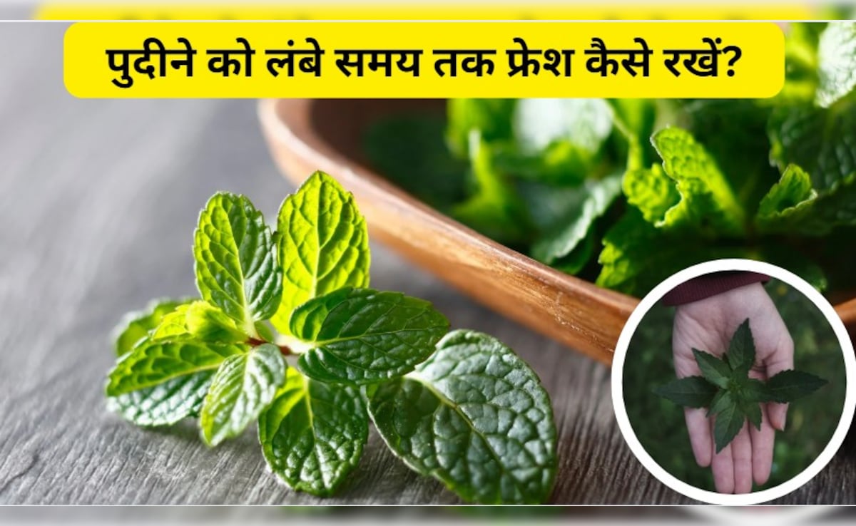 Kitchen Hacks: पुदीने को ताजा कैसे रखा जाता है, बिना फ्रिज के पुदीना कैसे स्टोर करें?