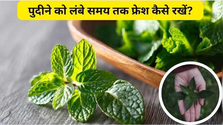 Kitchen Hacks: पुदीने को ताजा कैसे रखा जाता है, बिना फ्रिज के पुदीना कैसे स्टोर करें?