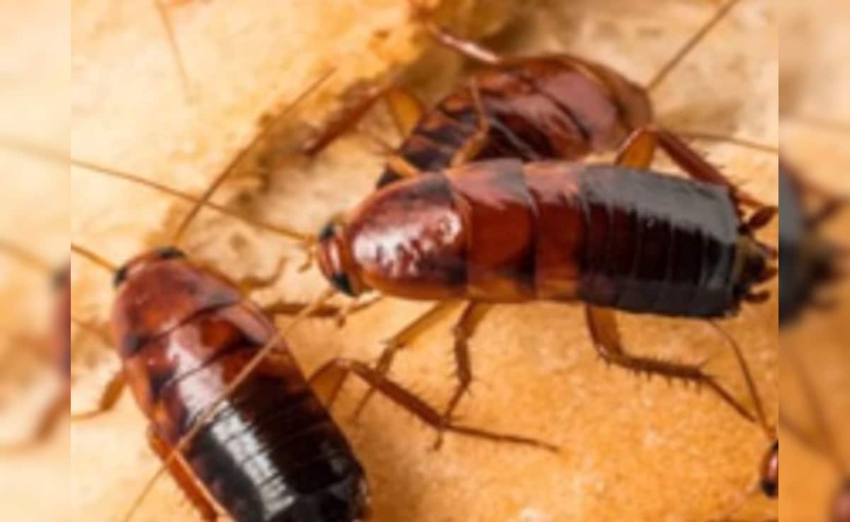 Latest and Breaking News on NDTV