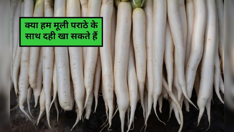 क्या दही के साथ मूली खा सकते हैं? मूली खाने के बाद कौन सी चीजें नहीं खानी चाहिए, जान‍िए यहां वरना खाना बन जाएगा जहर