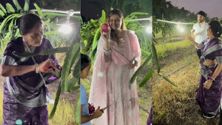 VIDEO: रितेश देशमुखच्या आईसाहेबांची कमाल कल्पना! ड्रॅगन फ्रुटच्या शेतात रावबली 'ही' नवी संकल्पना