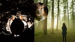 35 दिन, 50 चूहे और एक लड़की की जिंदगी-मौत से जंग…झाओ की कहानी हिला देगी