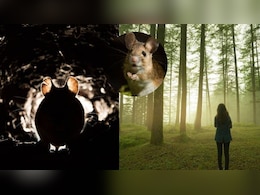 35 दिन, 50 चूहे और एक लड़की की जिंदगी-मौत से जंग…झाओ की कहानी हिला देगी