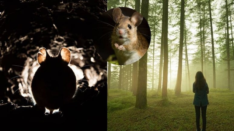 35 दिन, 50 चूहे और एक लड़की की जिंदगी-मौत से जंग…झाओ की कहानी हिला देगी