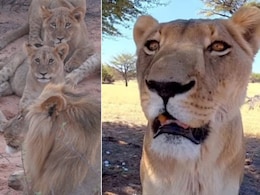 7 शेरों से भिड़ी अकेली शेरनी, अबतक का सबसे दुर्लभ वाइल्डलाइफ मुठभेड़ का Video देख दहल जाएगा दिल