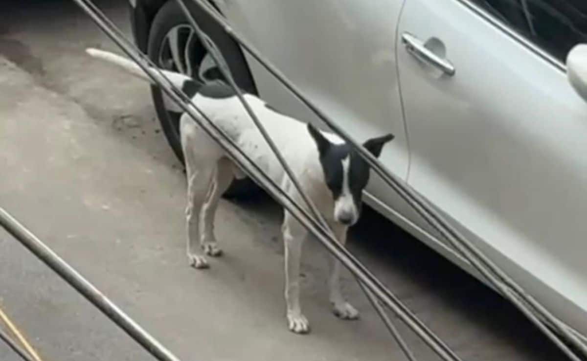 Elderly Couple's Plea In Top Court Against Dog Who Bit 6 People In 3 Months