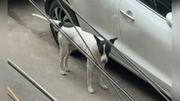 Elderly Couple's Plea In Top Court Against Dog Who Bit 6 People In 3 Months