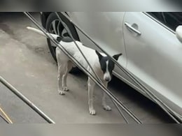 Elderly Couple's Plea In Top Court Against Dog Who Bit 6 People In 3 Months