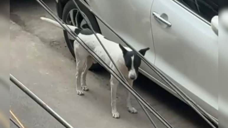 Elderly Couple's Plea In Top Court Against Dog Who Bit 6 People In 3 Months