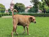 Remove Stray Dogs From Bus Stands, Railway Stations: Top Court's Big Order Remove Stray Dogs From Bus Stands, Railway Stations: Top Court's Big Order