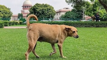 Stray Dogs Supreme Court Hearing Live: 