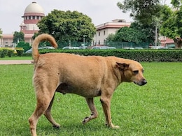 Stray Dogs Supreme Court Hearing Live: "Can't Read A Dog's Mind When He Is In A Mood To Bite": Supreme Court