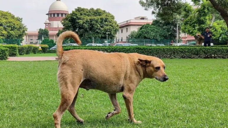 "Can't Read A Dog's Mind When He Is In A Mood To Bite": Supreme Court