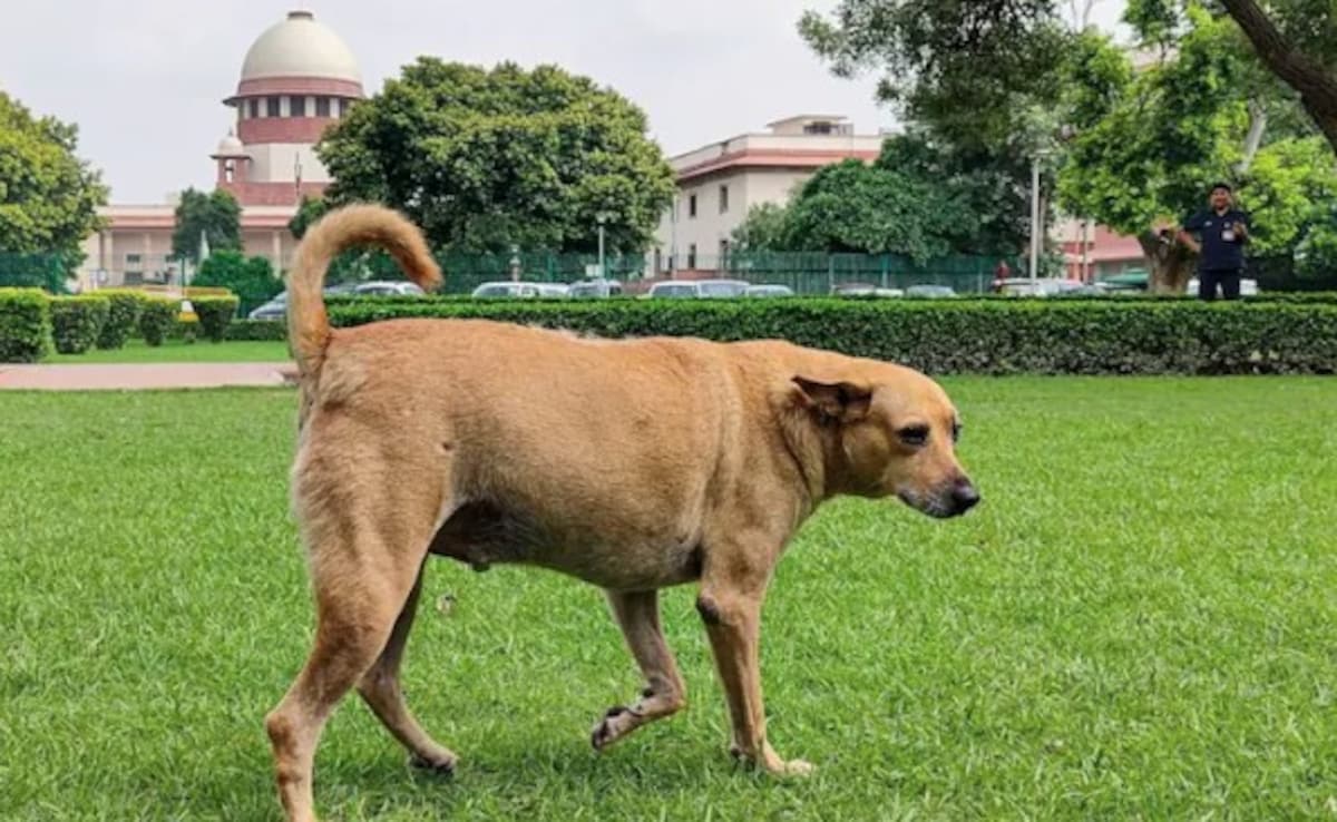 Remove Stray Dogs From Bus Stands, Railway Stations: Top Court's Big Order