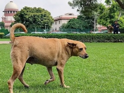 Remove Stray Dogs From Bus Stands, Railway Stations: Top Court&#039;s Big Order