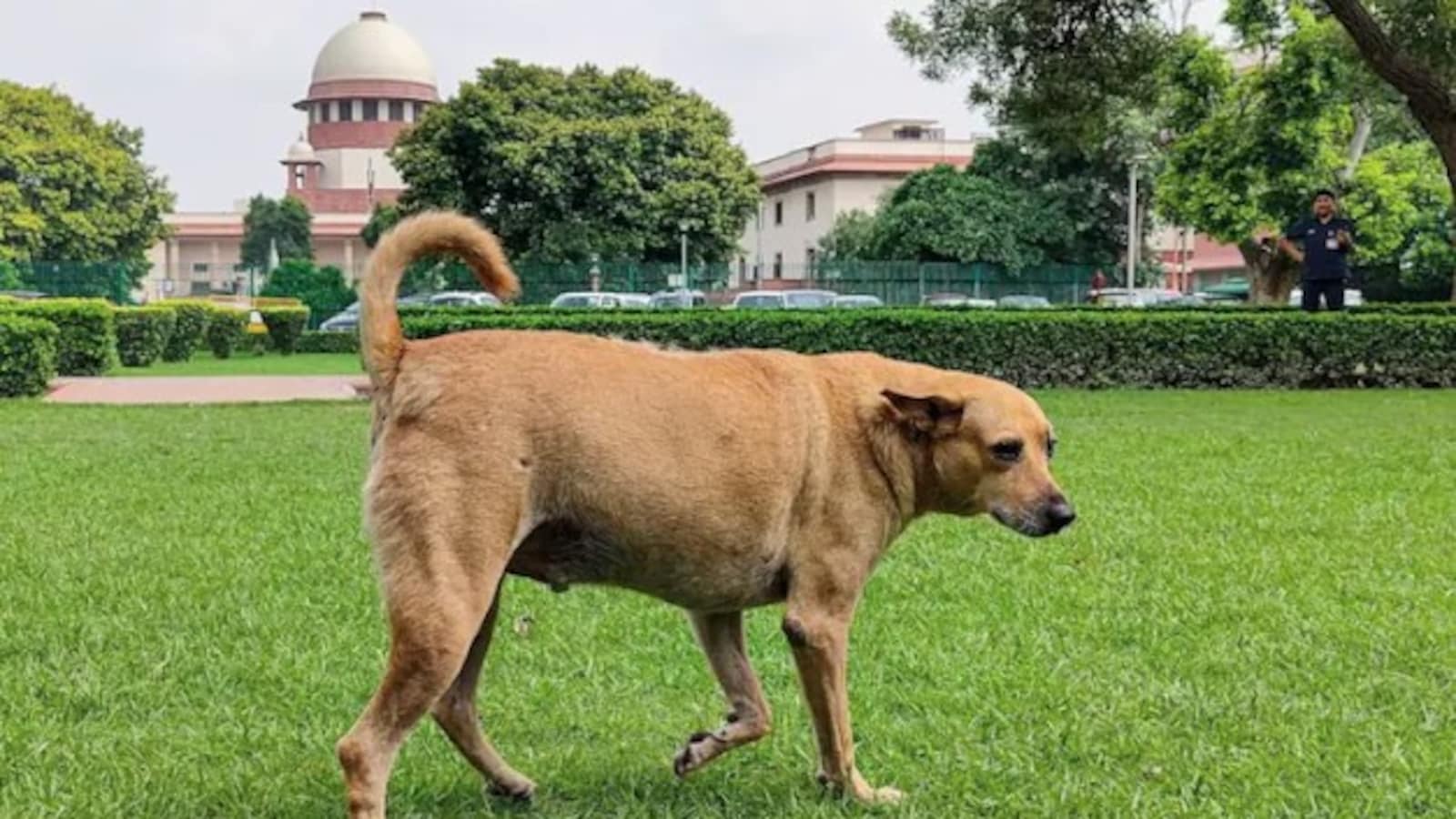 Why Supreme Court’s Stray Dog Order Is An Operational Nightmare
