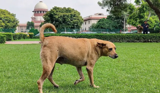 Supreme Court's Big Order On Stray Dogs, Cattle At Rail Stations, Highways