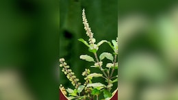 Tulsi Tea Benefits: सिर्फ पौधा नहीं प्रकृति का वरदान है तुलसी, ऐसे प्रयोग करने से बूस्ट होती है इम्यूनिटी