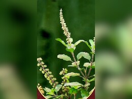 Tulsi Tea Benefits: सिर्फ पौधा नहीं प्रकृति का वरदान है तुलसी, ऐसे प्रयोग करने से बूस्ट होती है इम्यूनिटी