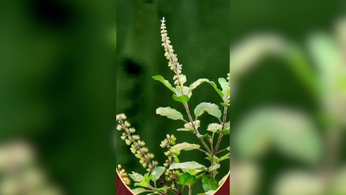 Tulsi Tea Benefits: सिर्फ पौधा नहीं प्रकृति का वरदान है तुलसी, ऐसे प्रयोग करने से बूस्ट होती है इम्यूनिटी